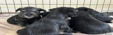 Miniature Schnauzer 5