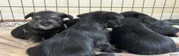 Miniature Schnauzer dogs for sale: Miniature schnauzer  - Advert 6