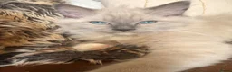 Ragdoll cats for sale: Beautiful ragdoll babies! 😻😻😻 - Advert 4
