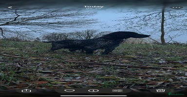 Cocker Spaniel dogs Four beautiful cocker spaniel girls - Advert 2