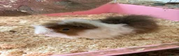 Guinea Pig rodents for sale: Guinea pigs free in Barking - Advert 3