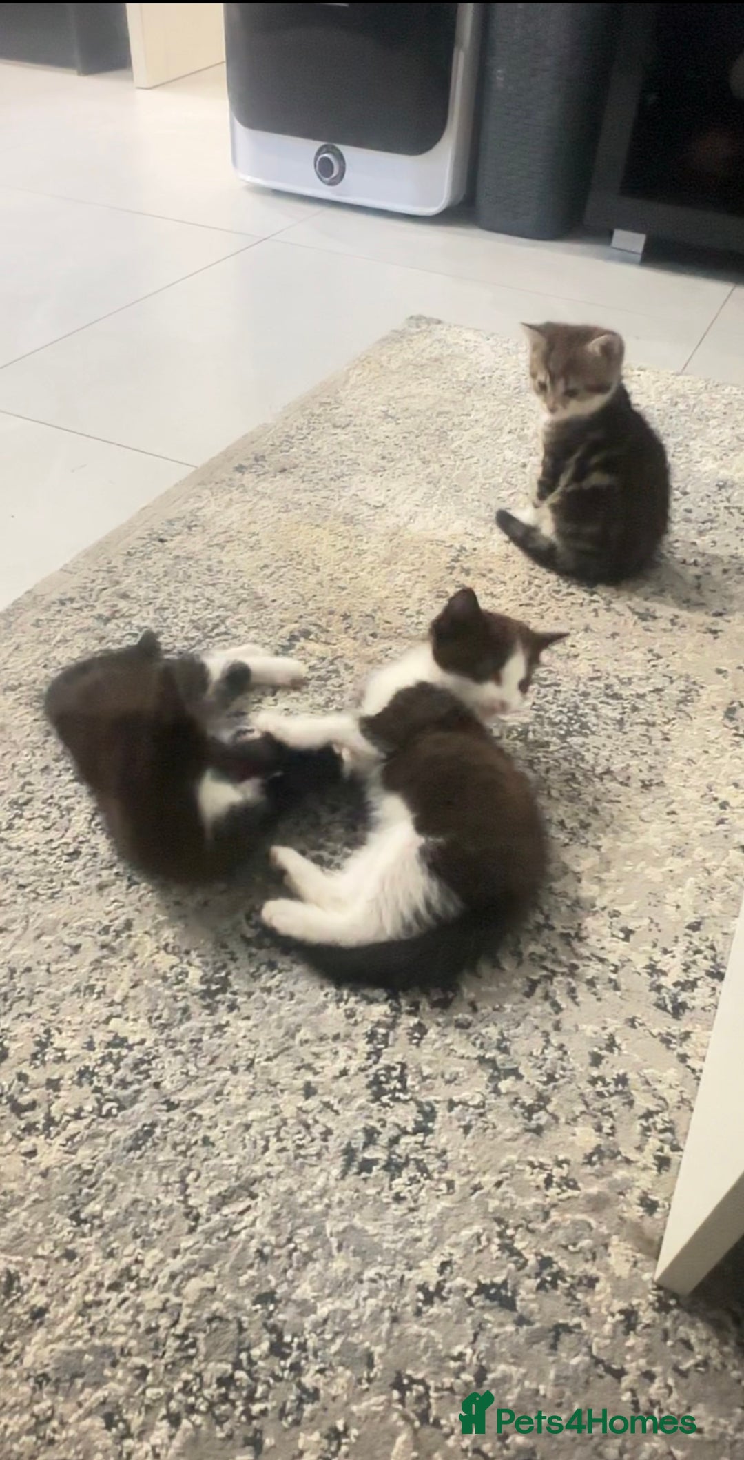 Mixed Breed cats for sale: Mixed breed  - Image 1