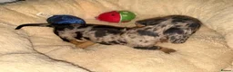 Miniature Dachshund dogs for sale: Very small smooth miniature daschund  - Advert 3