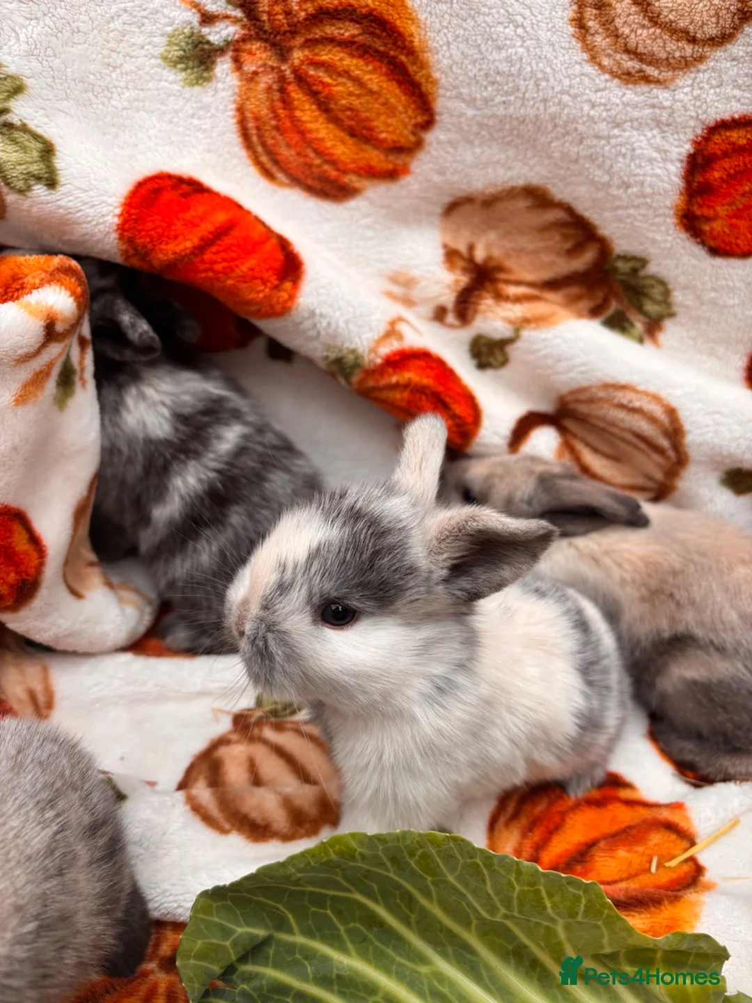 Mixed Breed rabbits for sale: Four utterly adorable bunnies available 🐰 - Advert 2