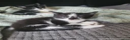 Mixed Breed cats for sale: Kittens for sale  - Advert 4