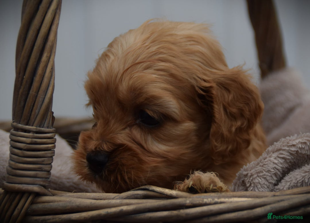 Cockapoo dogs for sale: American cockapoos (yankydoodles)  - Advert 19