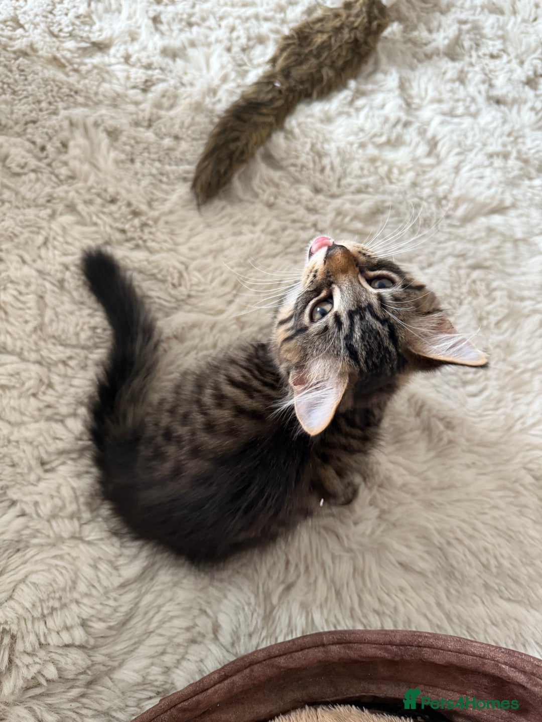 Mixed Breed cats for sale: 1 BEAUTIFUL KITTEN LEFT - 1 BOY! - Image 22