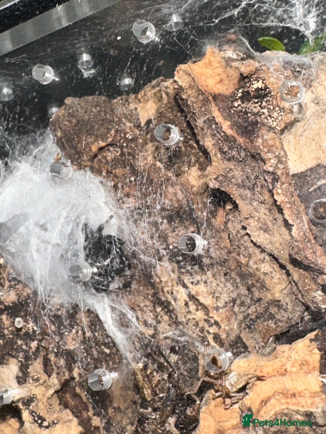 Spiders invertebrates for sale: Phidippus regius Jumping spiders - Image 3