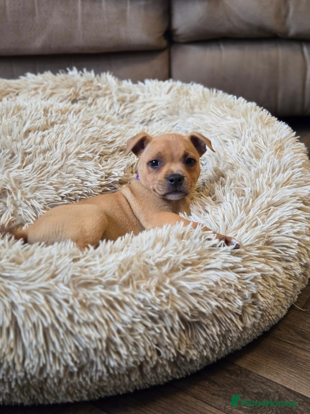 Staffordshire Bull Terrier dogs for sale: !READY NOW! KC Reg Quality Red Staffy Puppies  - Image 4