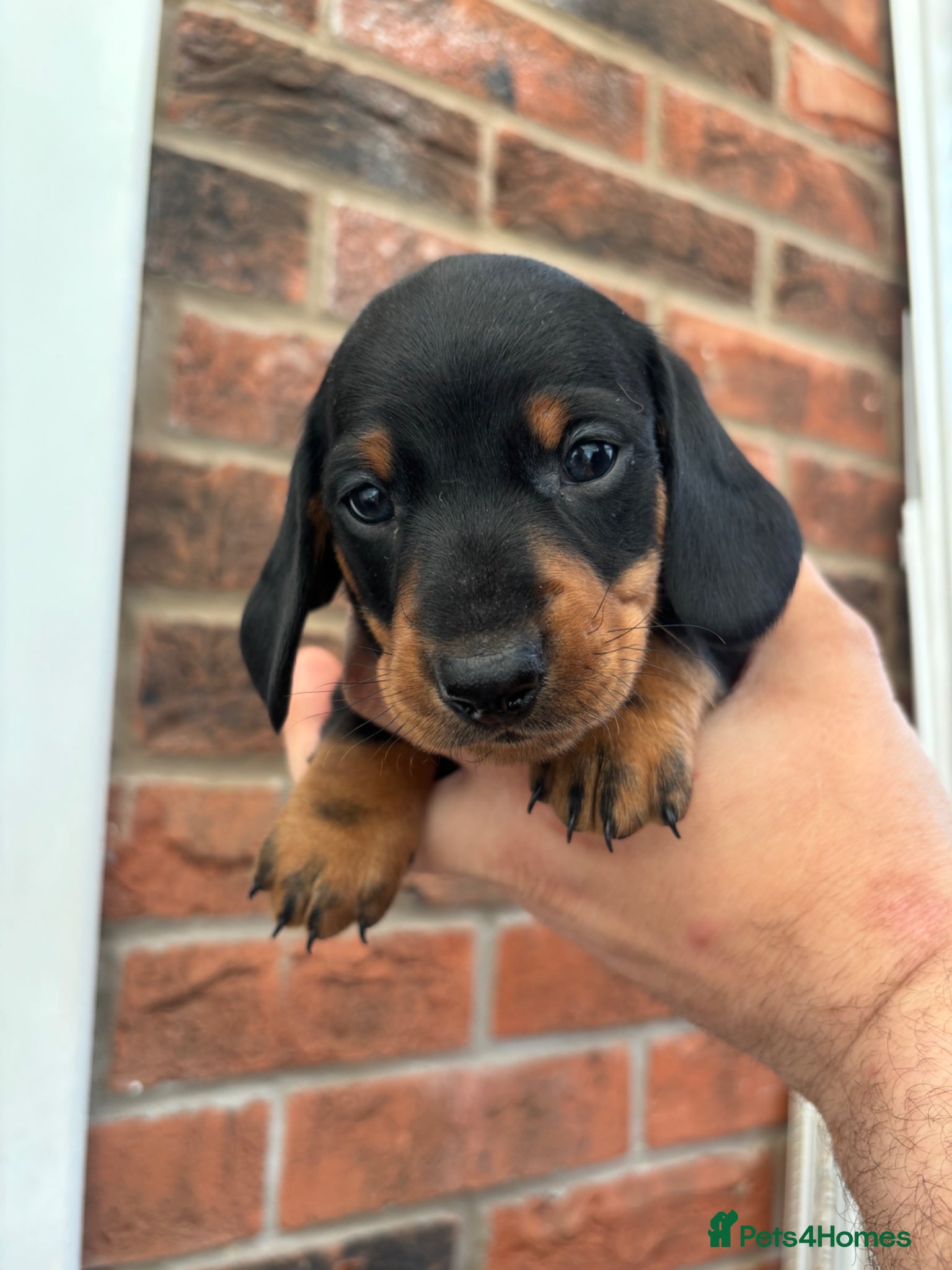 Miniature Dachshund dogs Beautiful KC true to breed miniature dachshunds   - Advert 6