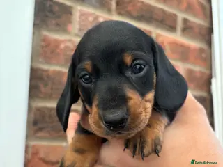 Miniature Dachshund dogs Beautiful KC true to breed miniature dachshunds - Advert 3