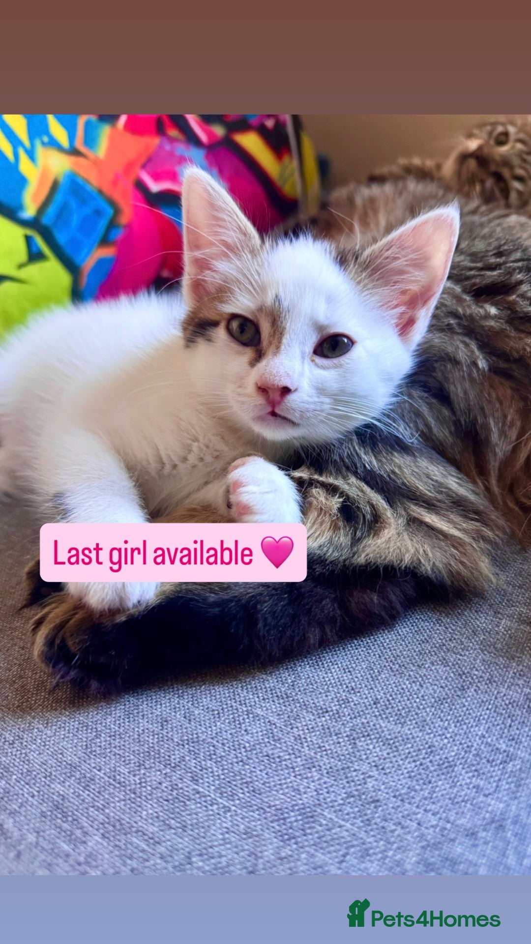 Mixed Breed cats Beautiful kittens looking for loving homes 🐾❤️ - Advert 22