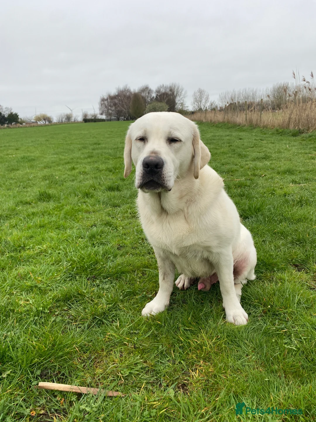 Labrador Retriever dogs for sale: Fully Health Tested KC Reg Male Lab - Advert 5