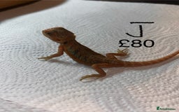 Bearded Dragon reptiles for sale: Various Baby Bearded Dragons For Sale - Advert 21