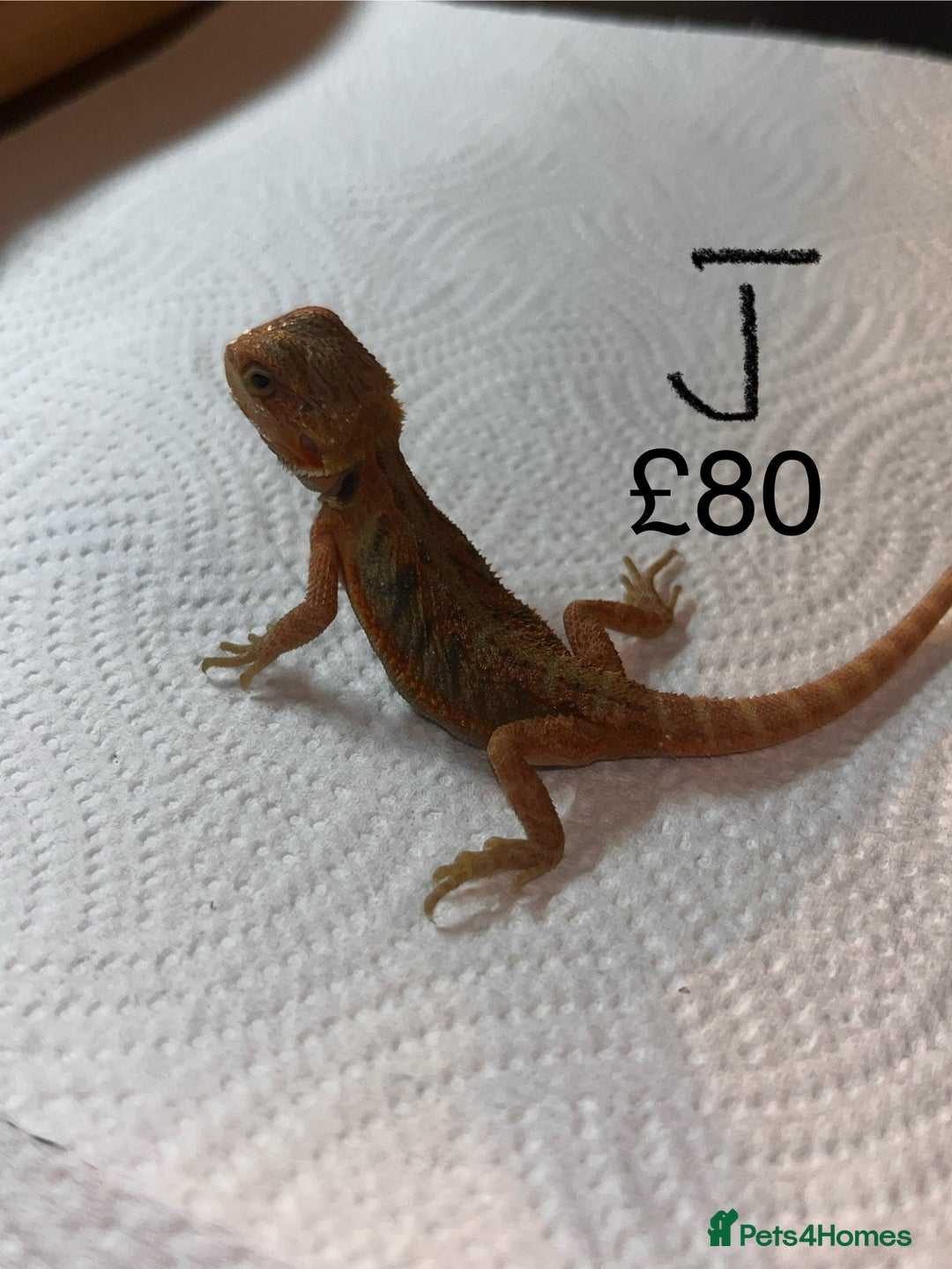 Bearded Dragon reptiles for sale: Various Baby Bearded Dragons For Sale - Advert 21