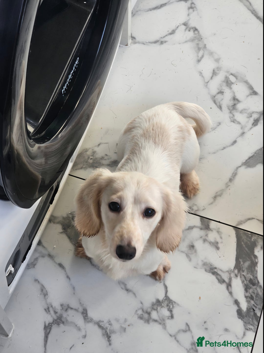 Miniature Dachshund dogs for sale: Miniature Dachshund cream piebald long-haired  - Advert 14
