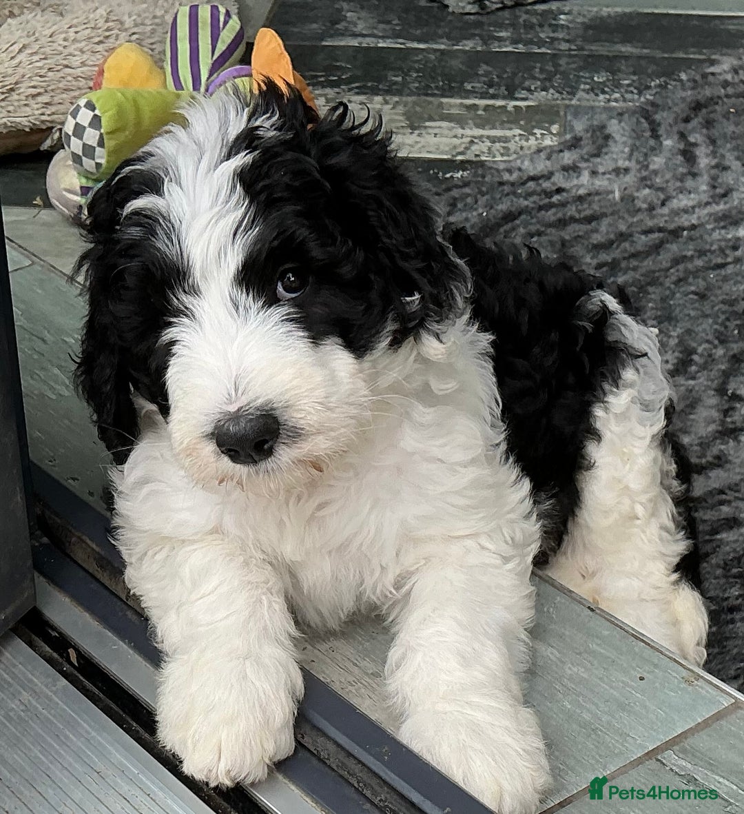 Sheepadoodle dogs for sale: Stunning Sheepadoodle puppies - Image 31
