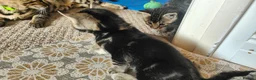 Mixed Breed cats for sale: Beautiful half Bengal kittens available - Advert 14
