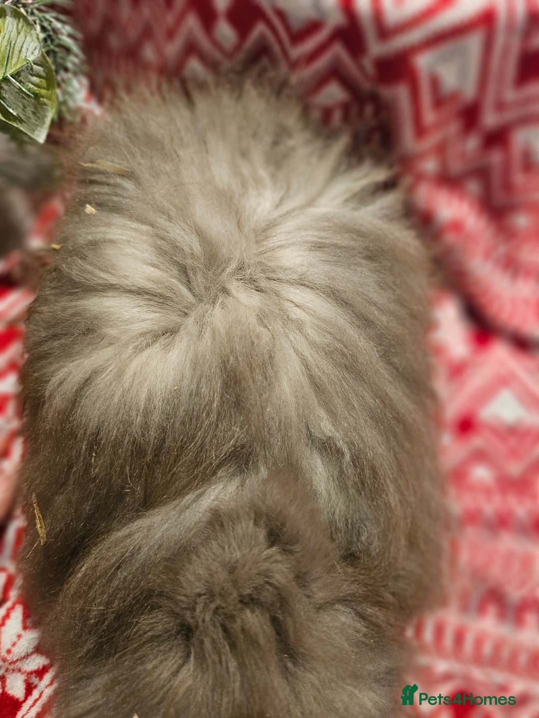 Angora rabbits for sale: Angora X - Advert 19
