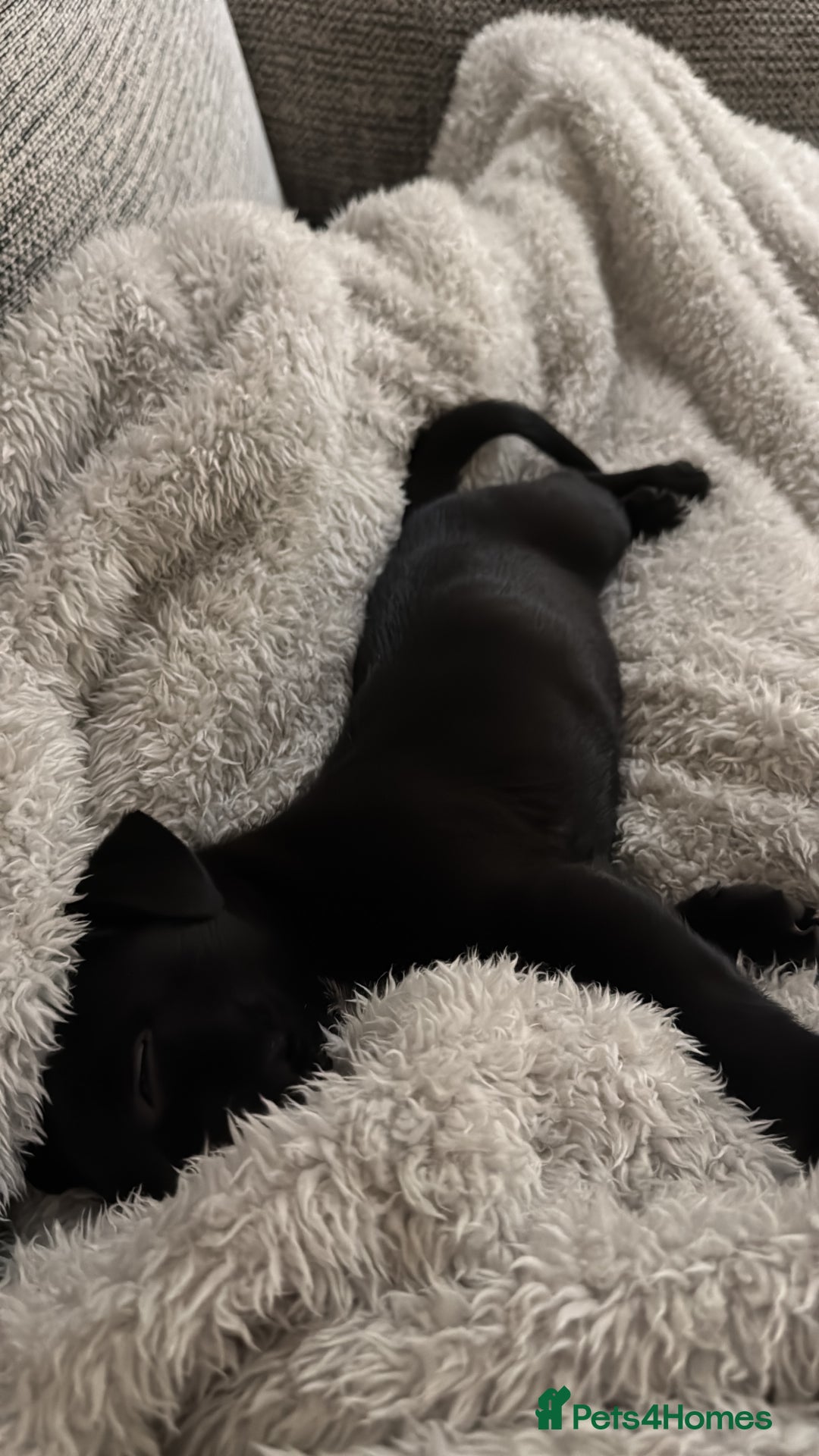 Mixed Breed dogs for sale: Loving staffy looking for forever home  - Image 10