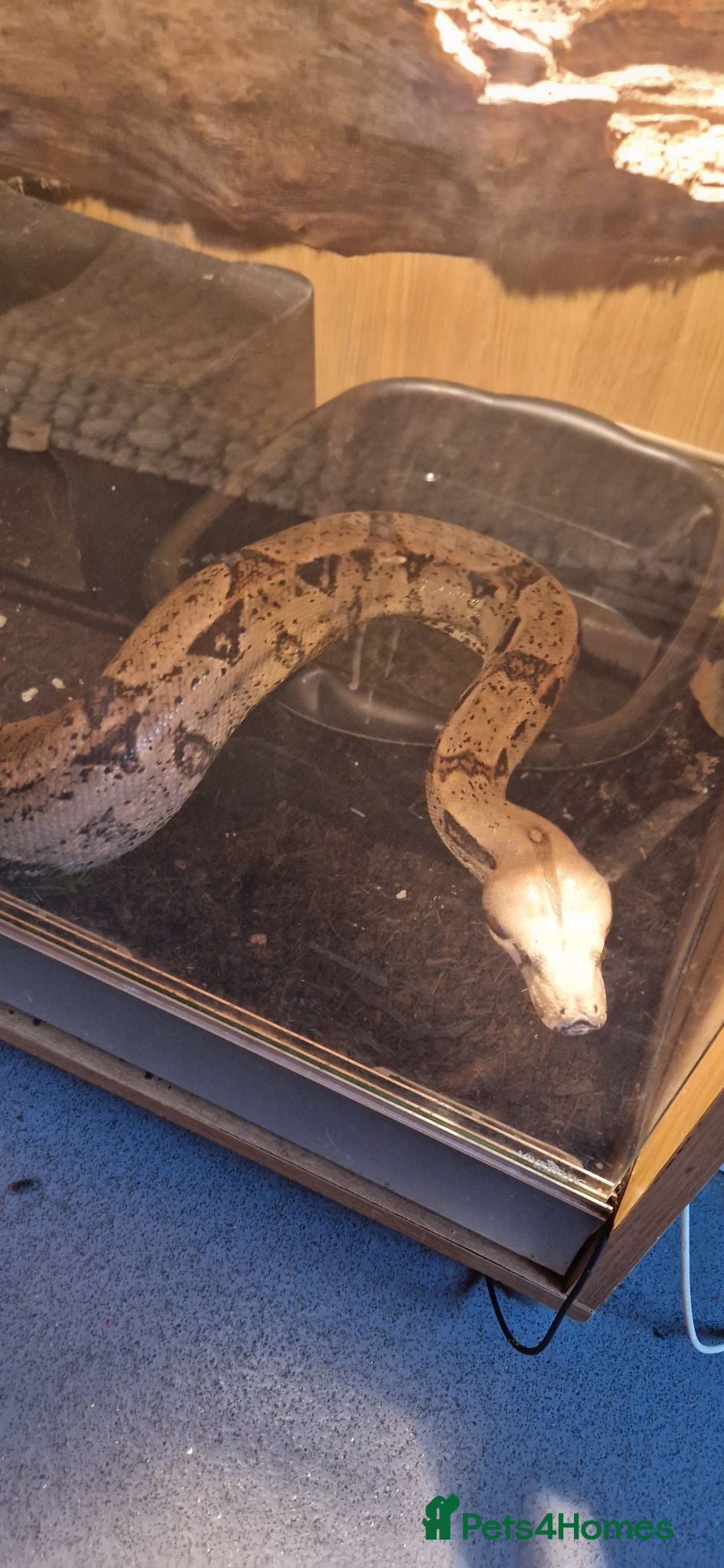 Boa Snake reptiles Boa constrictor  - Advert 5