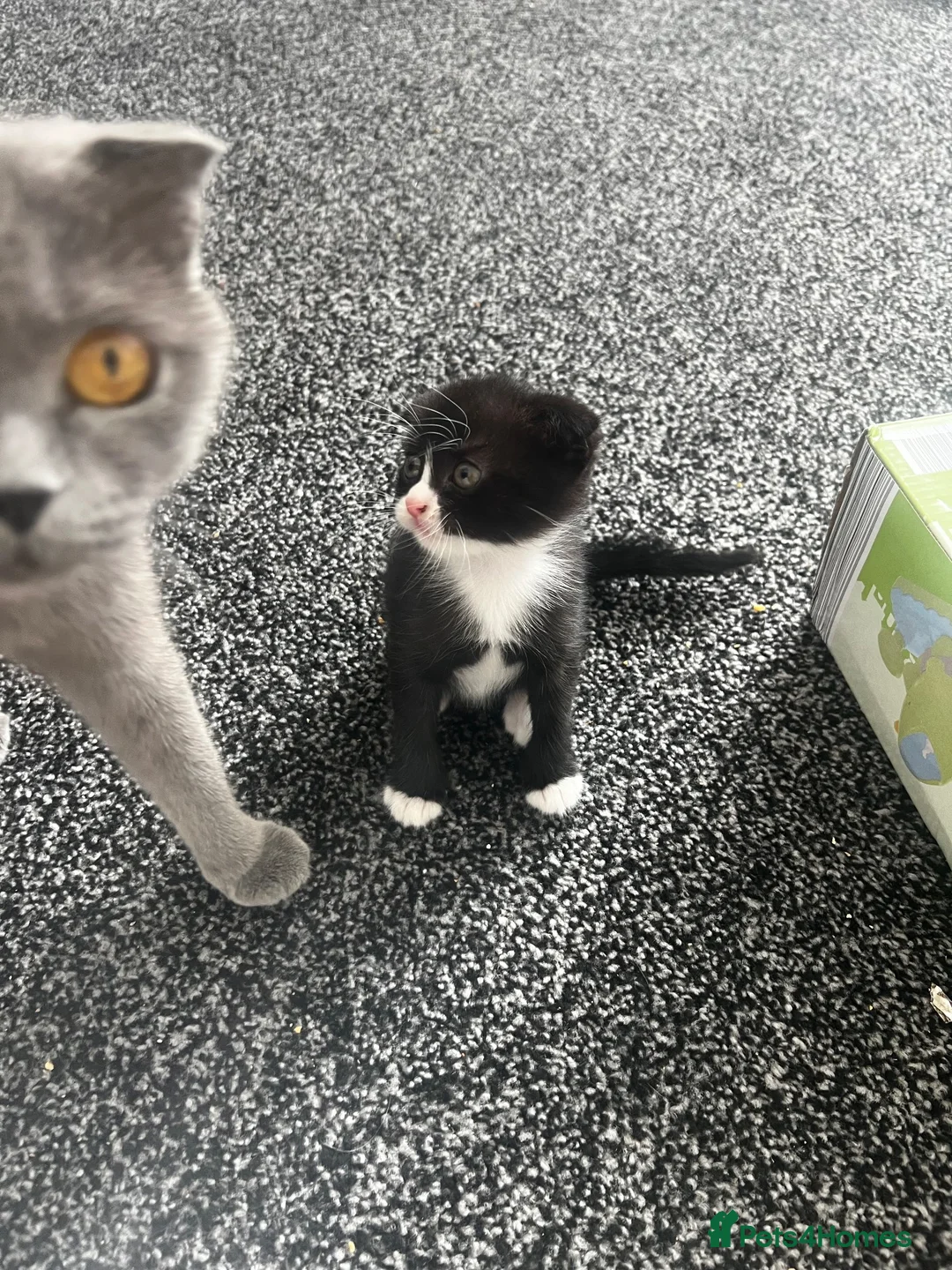 Scottish Fold cats for sale: 2 Scottish fold kittens in London - Advert 2