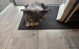 Mixed Breed dogs for sale: Staffship bull terrier cross pocket bully  - Image 2