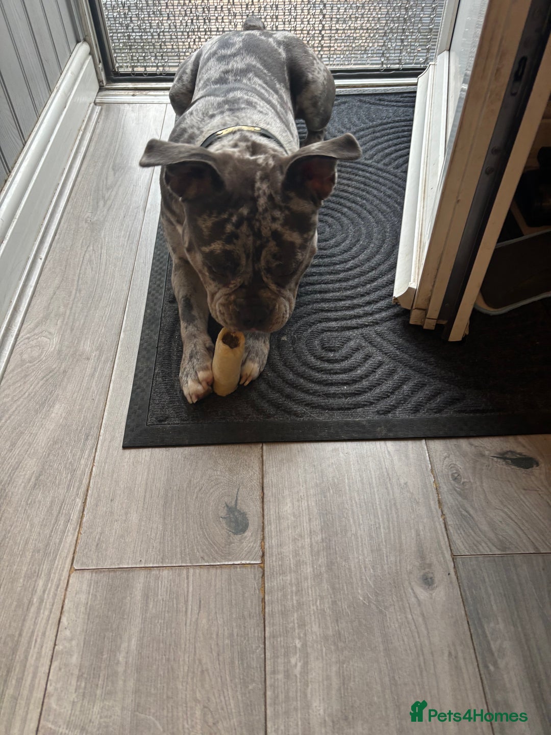Mixed Breed dogs for sale: Staffship bull terrier cross pocket bully  - Image 2