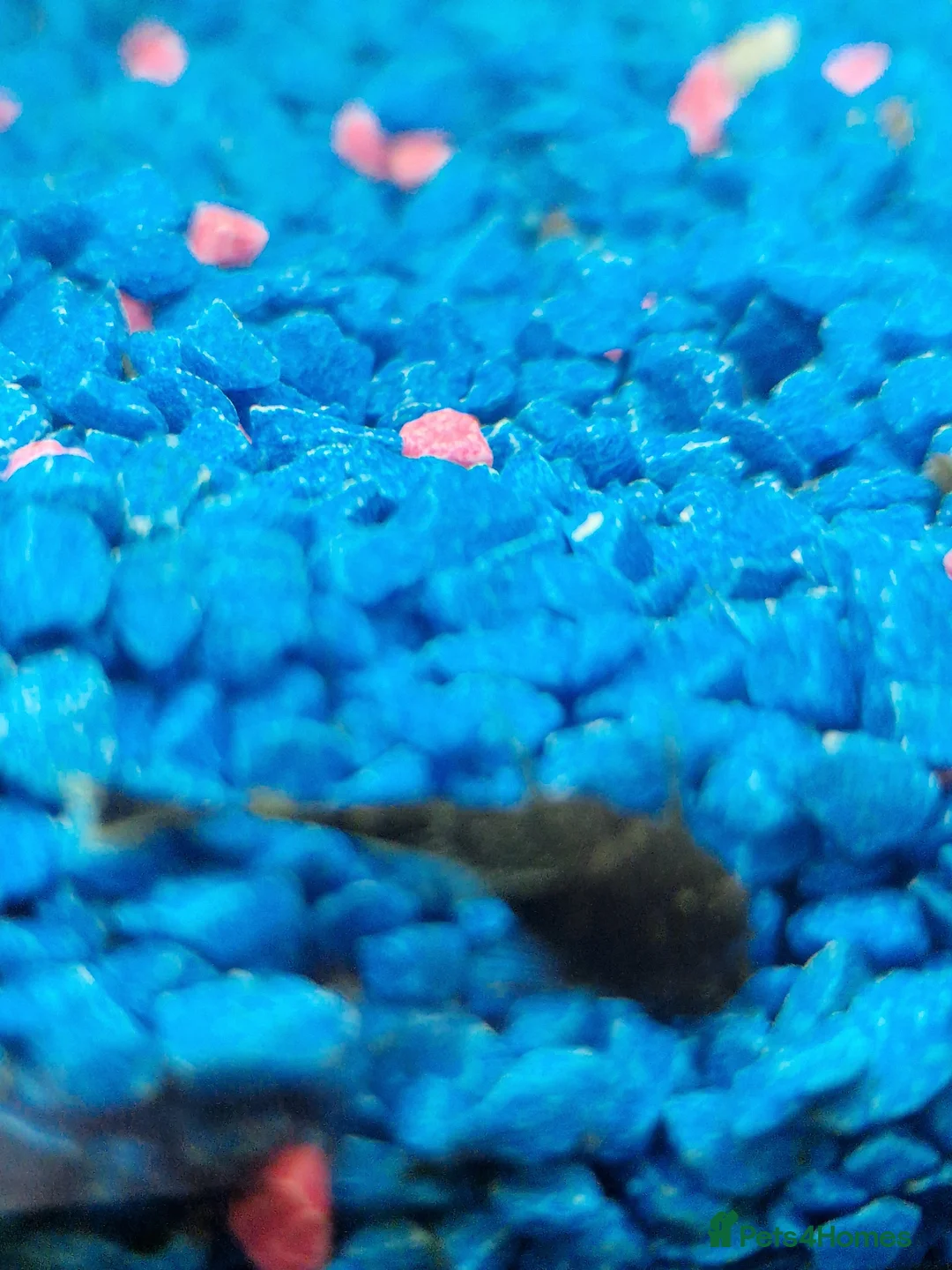 Plecos fish for sale: Bristlenose Plec - Advert 1