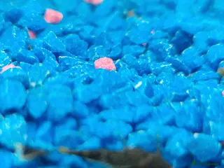 Plecos fish Bristlenose Plec - Advert 1