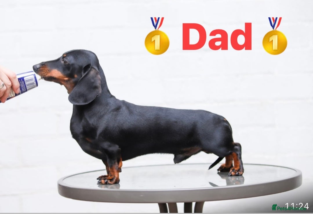 Miniature Dachshund dogs for sale: 🥇KC Registered Miniature Dachshunds Champion Line - Advert 34