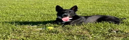 Border Collie dogs for sale: 10 month old male border collie puppy - Advert 2