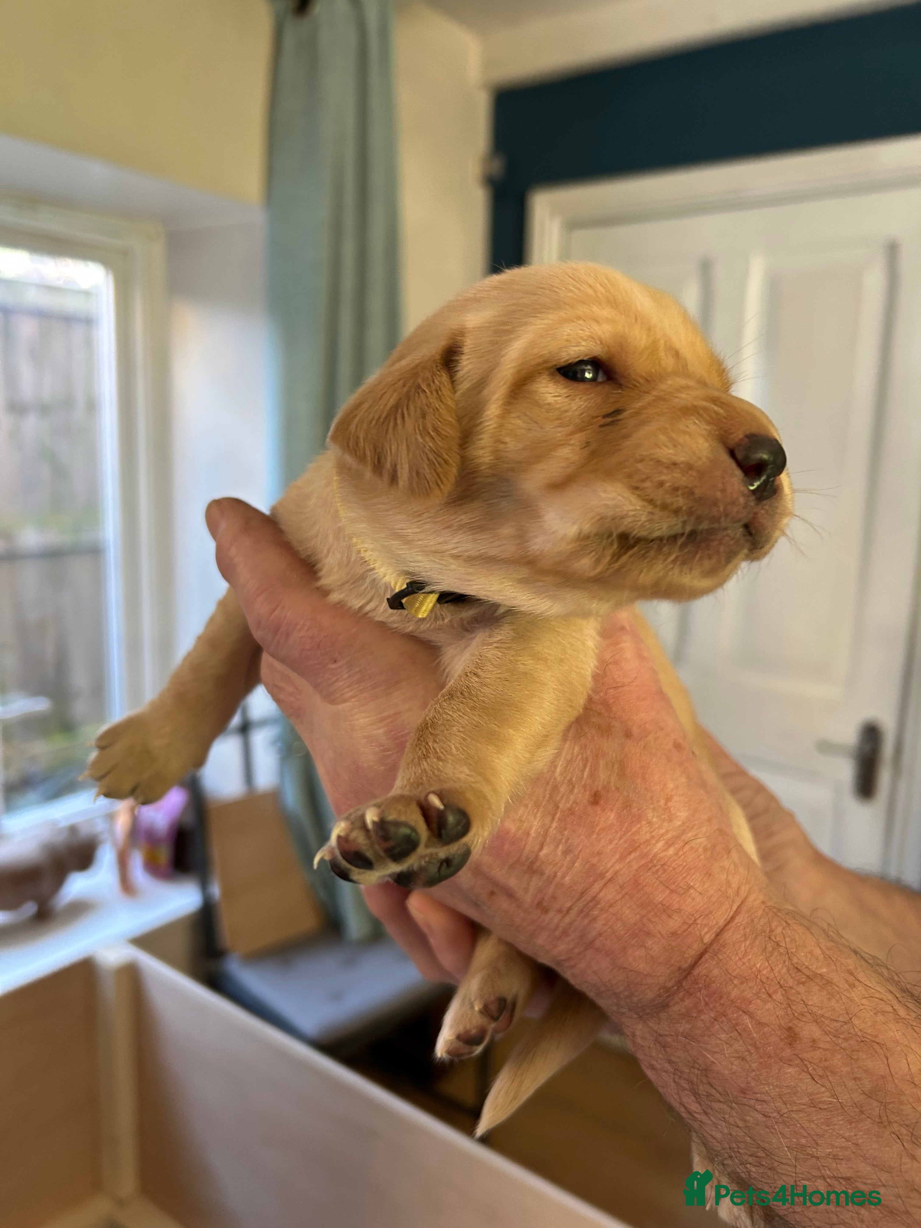 Labrador Retriever dogs 8 Labrador retriever puppies for sale - Advert 14