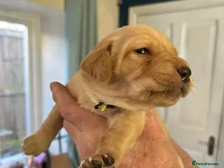 Labrador Retriever dogs 8 Labrador retriever puppies for sale - Advert 14