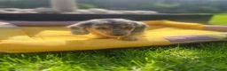 Miniature Dachshund dogs for sale: ADORABLE PUPPIES in Manchester - Advert 9