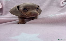 Dachshund dogs for sale: Beautiful dachshund looking for there forever home - Image 3