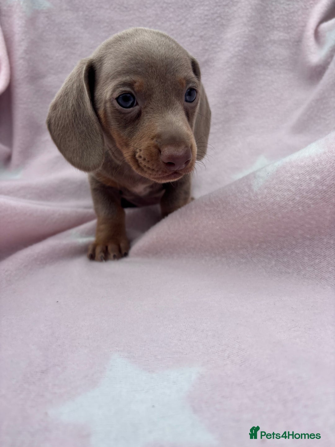 Dachshund dogs for sale: Beautiful dachshund looking for there forever home - Image 3