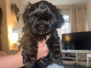 Shihpoo dogs - Advert 1