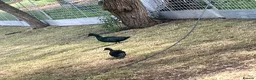 Ducks poultry for sale: Bantam pair of Black East Indian ducks - Advert 5