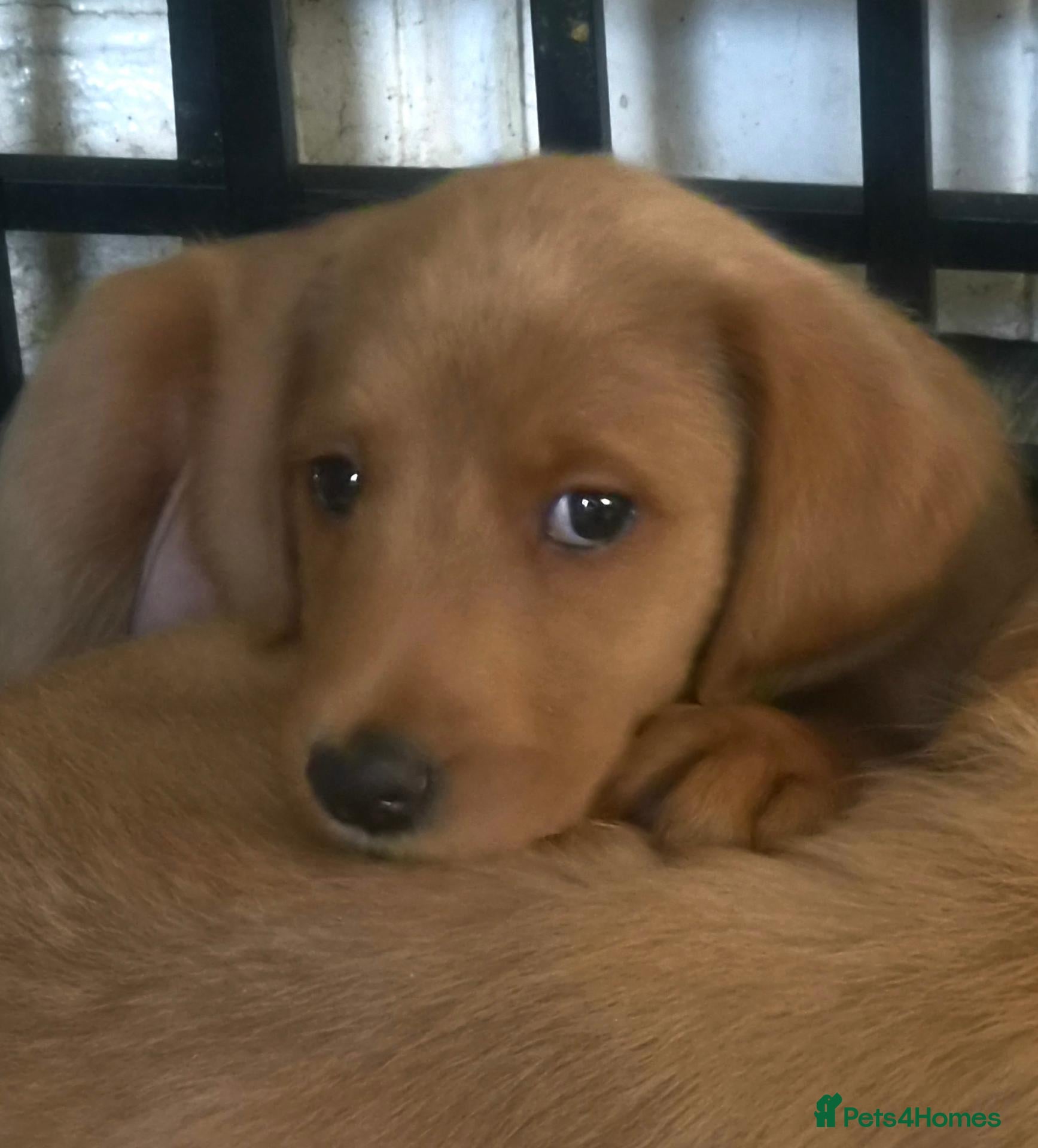 Labradoodle dogs for sale: LABRADOODLE PUPPIES FOR SALE  - Advert 4