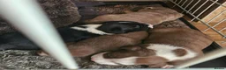 Mixed Breed dogs for sale: 1 brown and white pocket cross spaniel - Advert 3