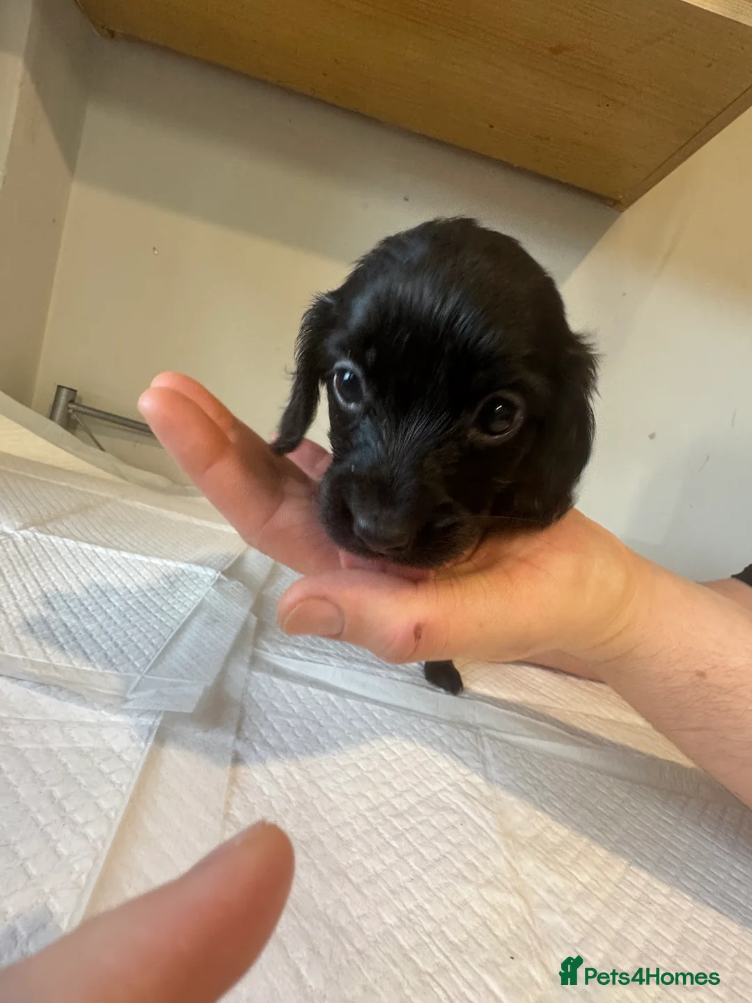 Doxiepoo dogs for sale: Doxiepoo pups  - Advert 13
