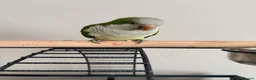 Parakeets birds for sale: Quaker Parrot - Advert 2