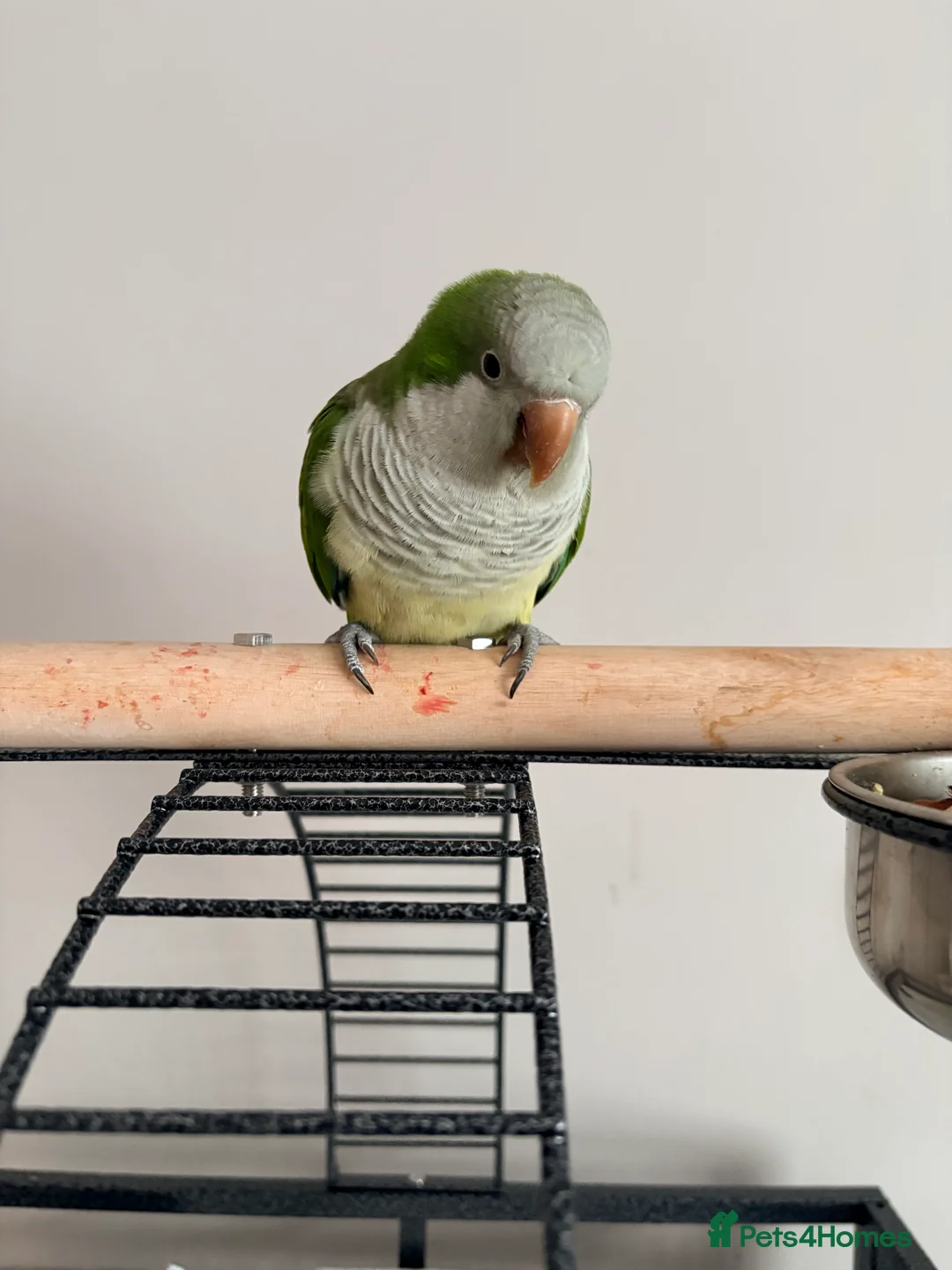 Parakeets birds for sale: Quaker Parrot - Advert 2