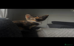 Mixed Breed cats for sale: Mother and daughter duo  - Image 3