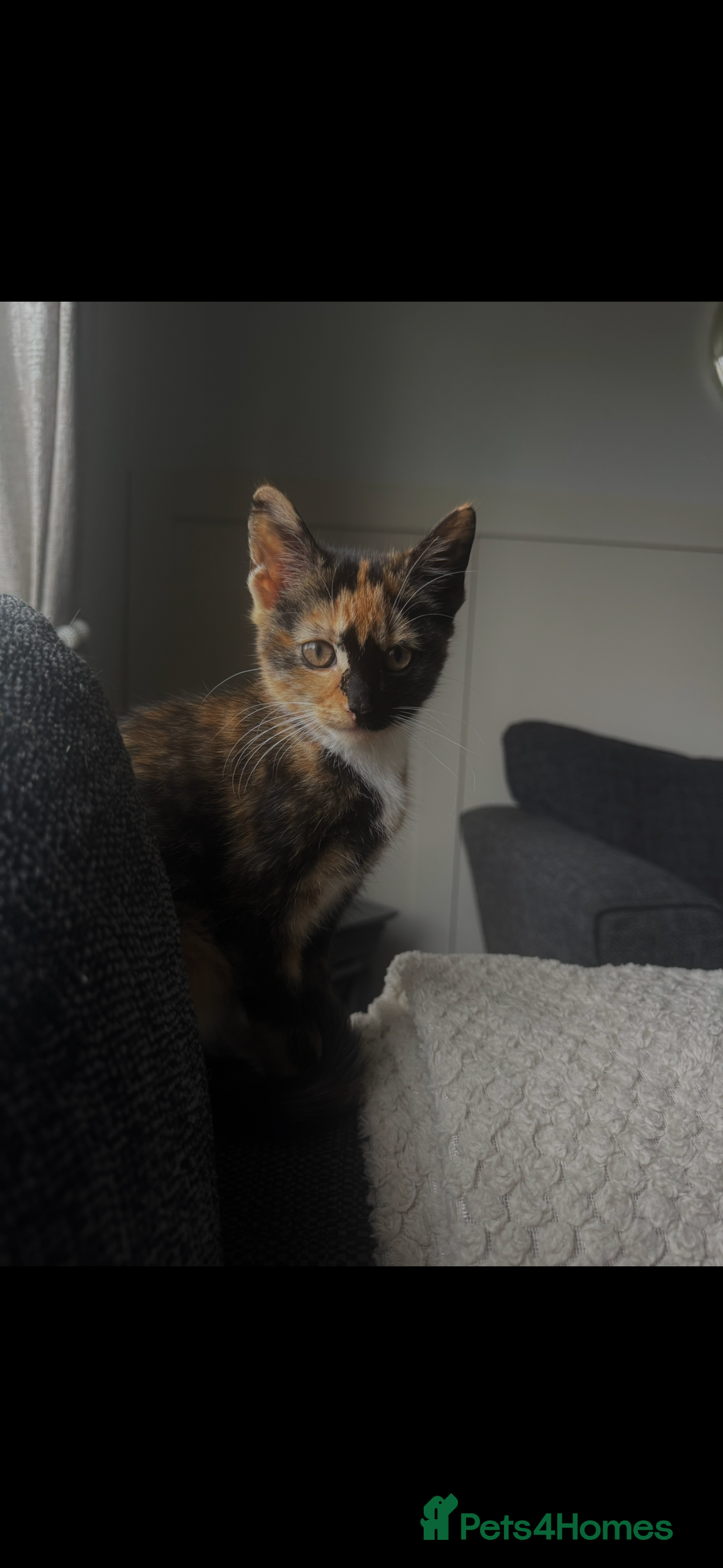 Mixed Breed cats for sale: Mother and daughter duo  - Image 3