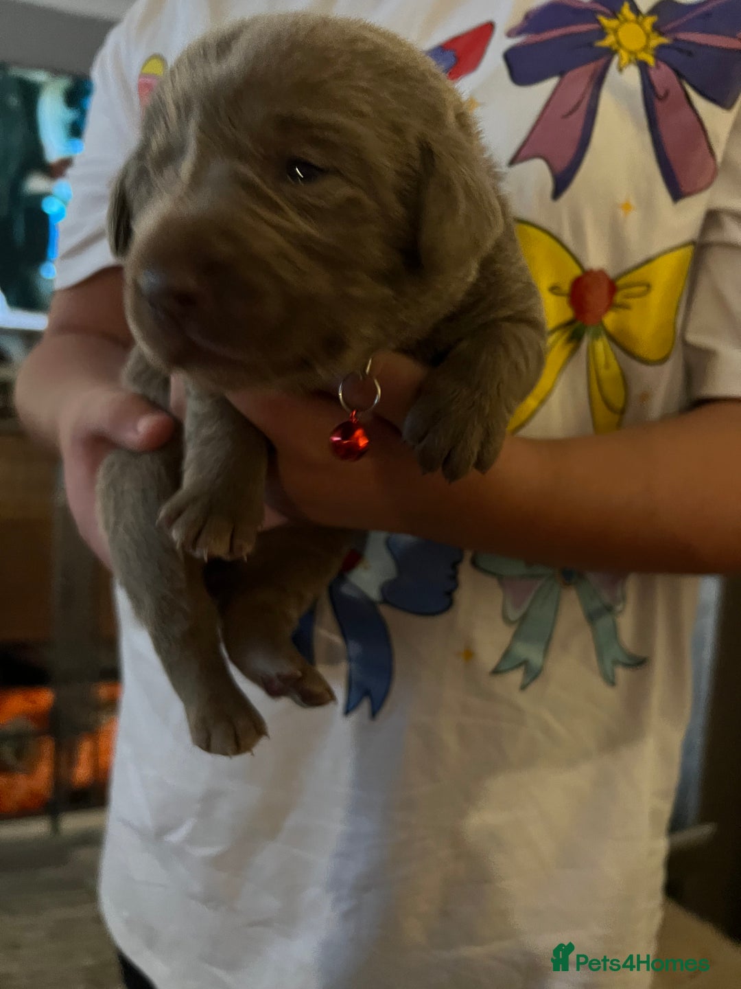 Labrador Retriever dogs for sale: Kc dna clear silver Labrador pups  - Image 16