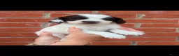 English Springer Spaniel dogs for sale: Stunning litter of working springer spaniels - Advert 5