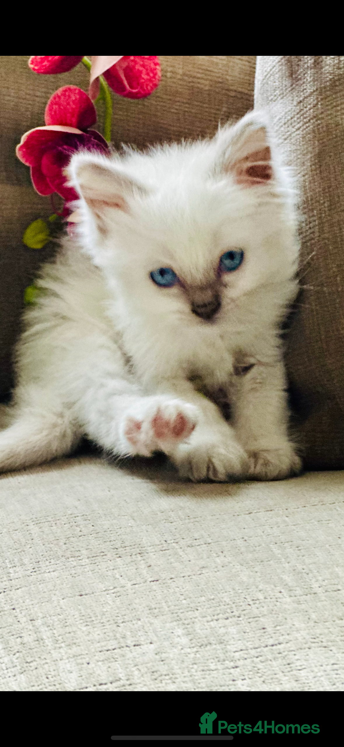Ragdoll cats 💙 Stunning GCCF blue point boy 💙 - Advert 3