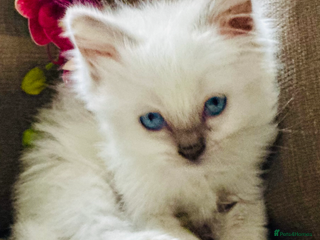 Ragdoll cats 💙 Stunning GCCF blue point boy 💙 - Advert 3
